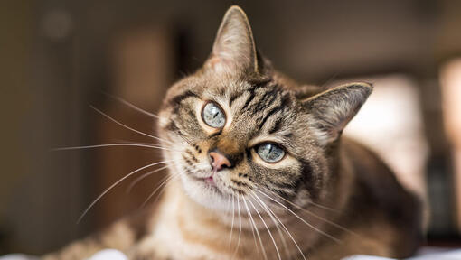 gatto marrone con lunghi baffi che guarda la telecamera