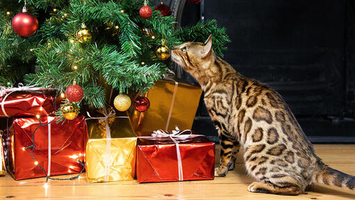 gatto che annusa l'albero di natale