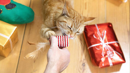 gatto e regali di natale