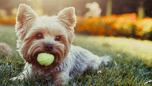 Un cane che gioca nell'erba