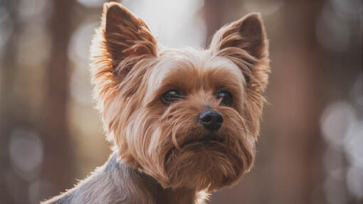 Un cagnolino che guarda l'orizzonte