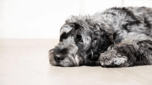 Influenza canina