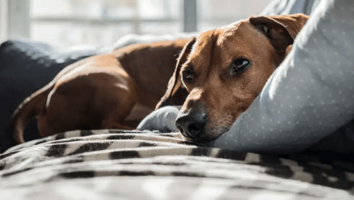 Influenza canina 
