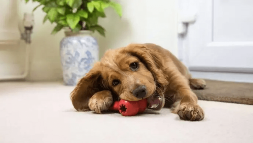 Arricchire la vita del tuo cane