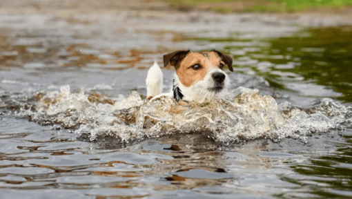 Attività all'aperto per cani