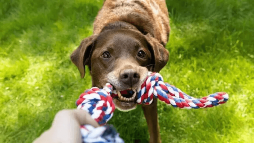 Giocattoli stimolanti per cani anziani