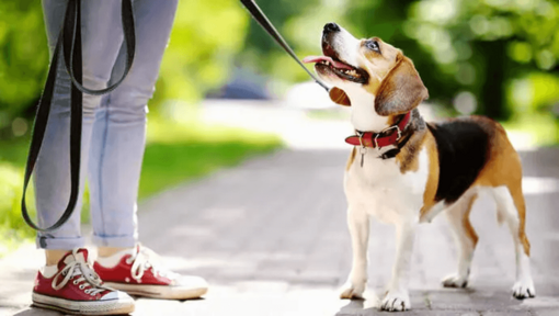 Il peso del cane sano e la condizione fisica