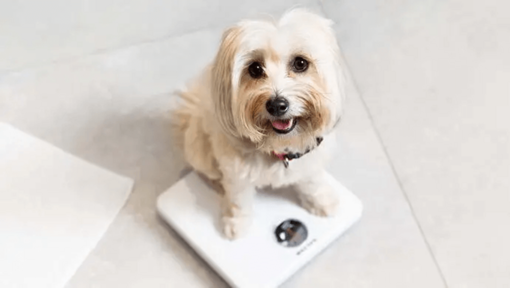Il peso del cane sano e la condizione fisica