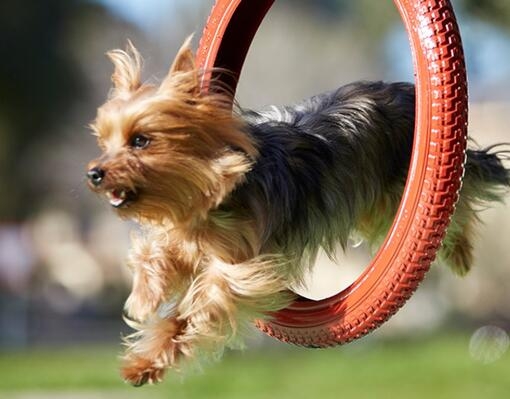 Purina One Mini