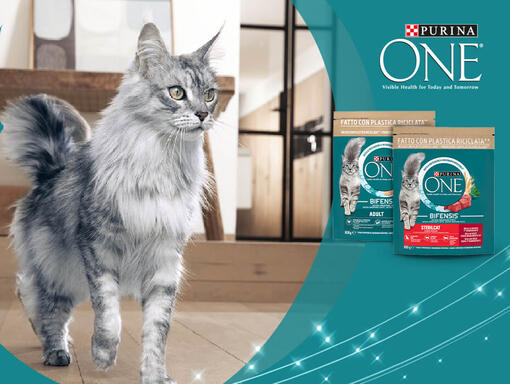 Purina one