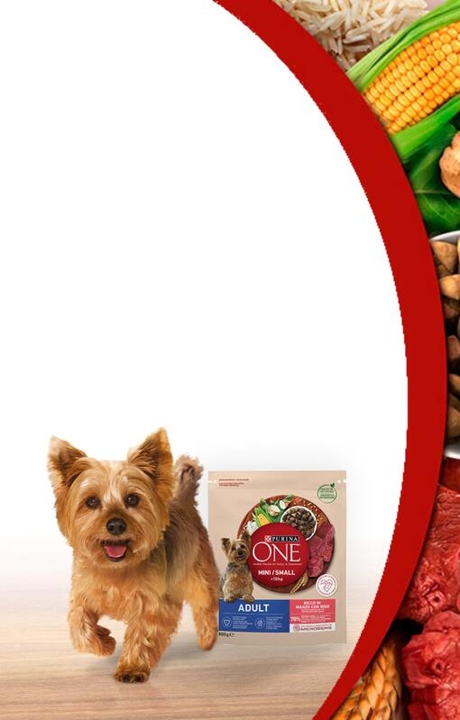 Ottieni risultati visibili sulla sua salute con la gamma PURINA ONE® Mini 