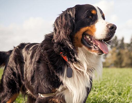 Dai al tuo cane di media e grande taglia ciò di cui ha bisogno