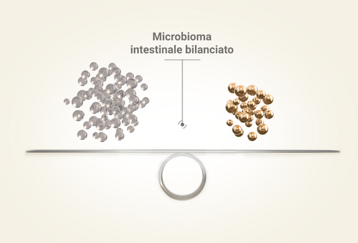 Quando il suo microbioma intestinale è in equilibrio, lo è anche il suo benessere generale