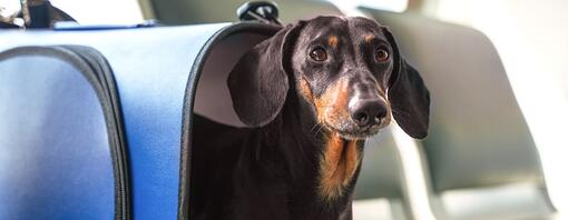 Viaggiare con il proprio cane in aereo