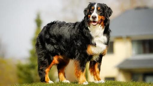 Aspetto del Bovaro del Bernese