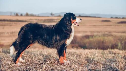 Personalità del Bovaro del Bernese