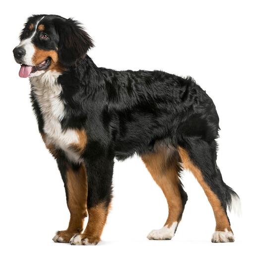 Bovaro del Bernese