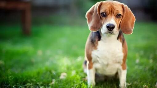 Quali sono i sintomi della sindrome Cushing nei cani?