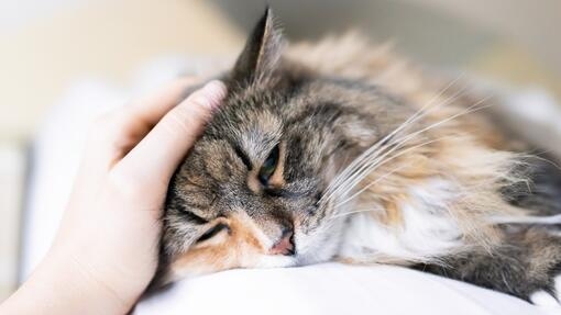 Maine Coon cat being petted