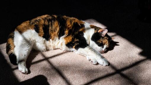 Cat lying in the sunshine