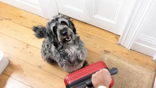 Come prepararsi quando si vola con un cane