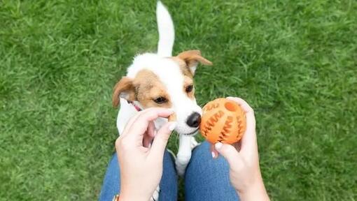 Giocattoli che erogano snack