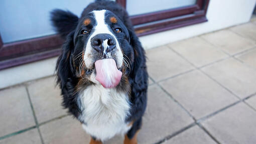 dog with cream cheese on its nose