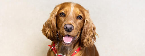 Il naso del cane è asciutto? Ecco cosa potrebbe significare