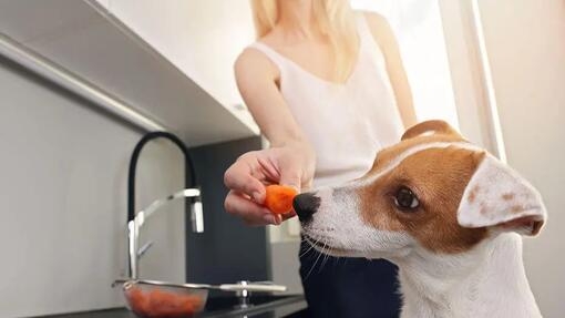 Jack Russell terrier eating carrot