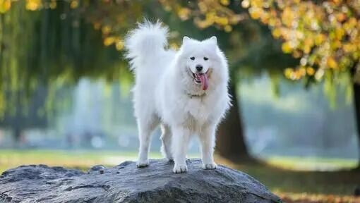 Pastoral dogs