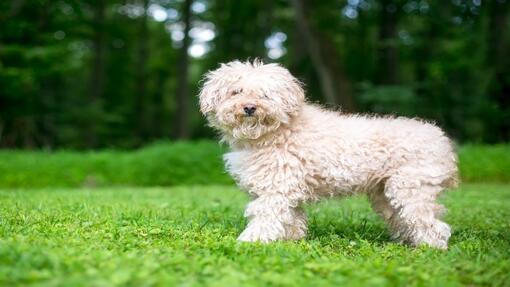 Shaggy Puli Mixed Breed Dog