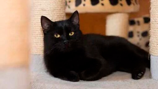 7 fantastiche razze di gatti neri da portare a casa