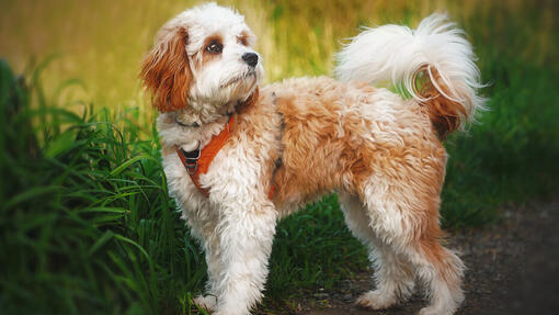 Cavapoo 2