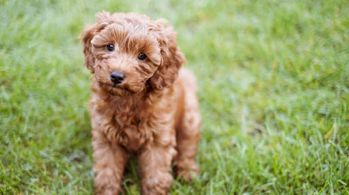 Cavapoo 3