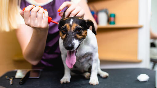 piccolo cane a cui vengono pulite le orecchie