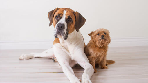 Dogs sitting on the floor