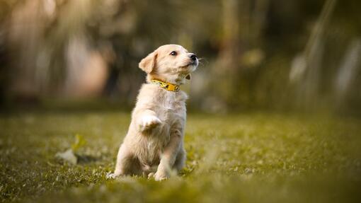 Puppy in the grass