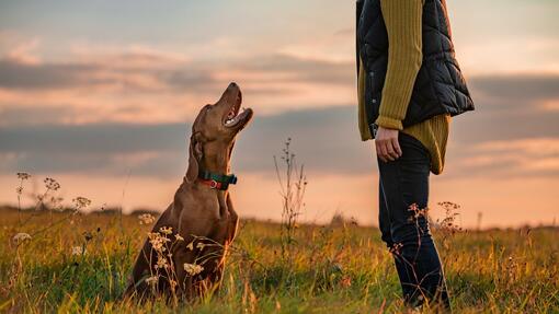 Owner training dog outside