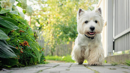 Infezioni auricolari del cane e altri problemi delle orecchie: sintomi, cause e trattamenti