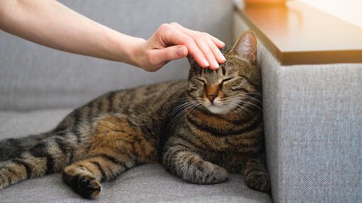 Person petting a cat