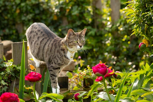 Gatto fuori in giardino