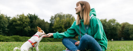 Dog giving paw Hero