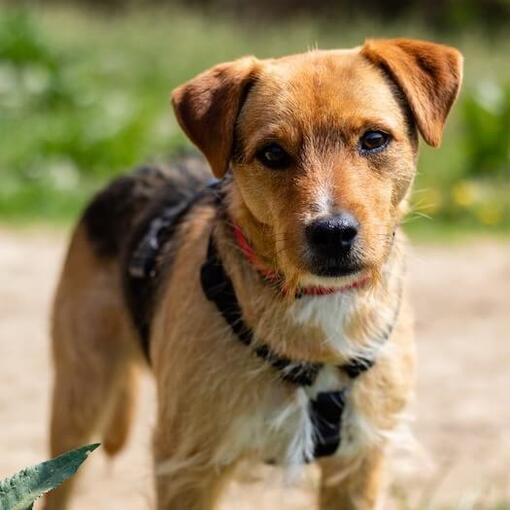 Patterdale Terrier 3