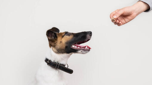 Dog looking at treat