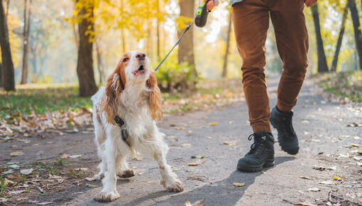 Dog barking on a walk