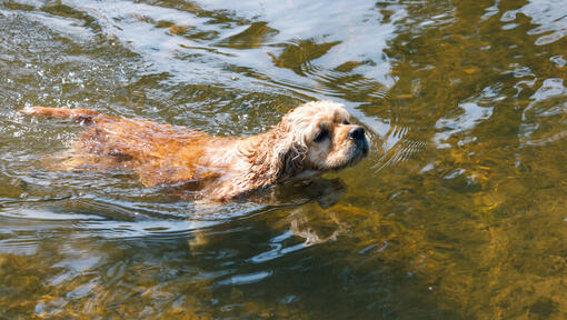 Dog swimming in river