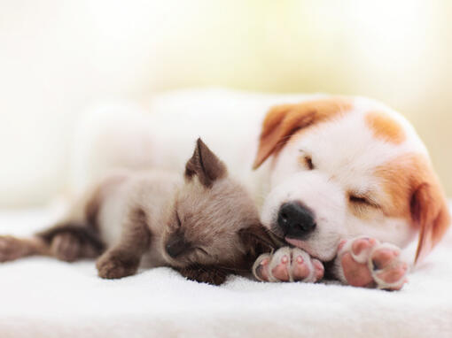 Puppy & kitten special treatment