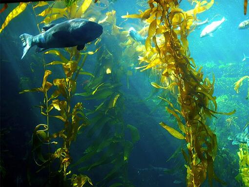 alghe verdi nell'oceano