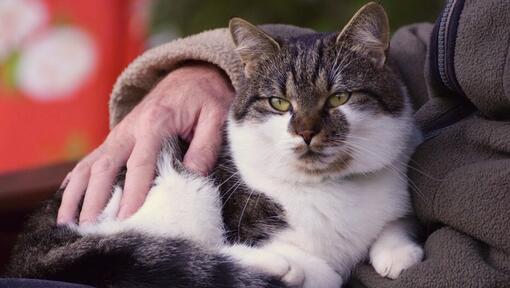 Cat stroked by owner