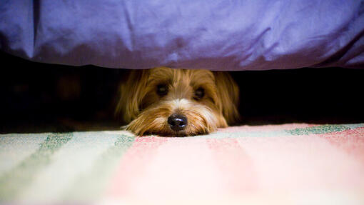 Dog hiding under bed